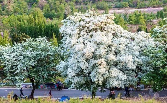 身份证|这些景区凭身份证就能进，你知道吗？