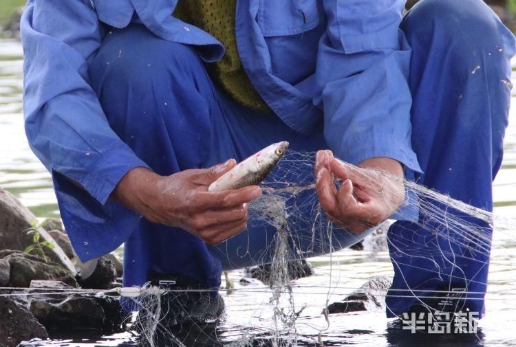 李村河|李村河胜利桥段:4名男子非法电鱼 严重破坏生态平衡