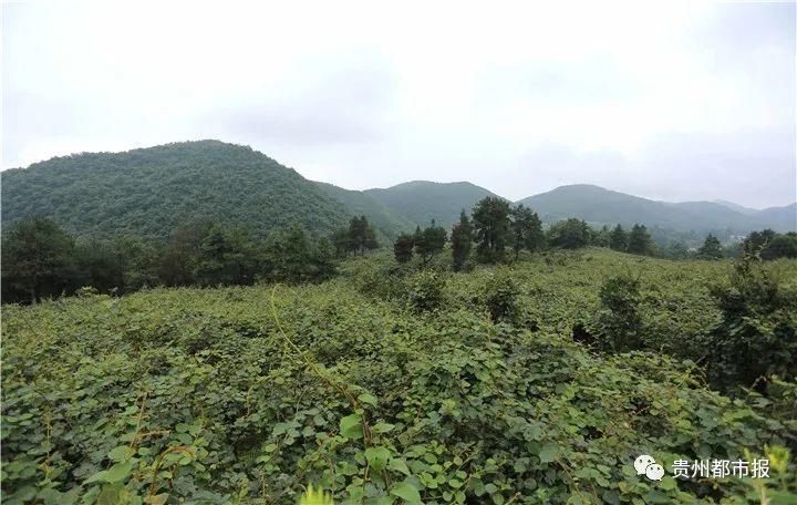  二维码|大数据与乡村振兴 | 当修文猕猴桃遇上二维码