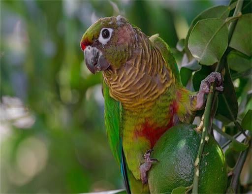  大学生|大学生非法售卖鹦鹉，一审被判六年：人工驯养也属于濒危野生动物
