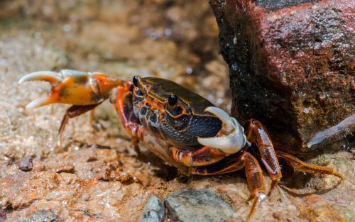 渔民|渔民抓到一只奇怪的螃蟹,外壳软乎乎轻轻一按就陷下去,像个水泡