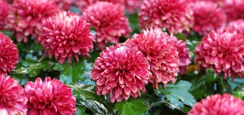  下旬|7月下旬开始事业如鱼得水，好事临门，横财如雨下的三大属相