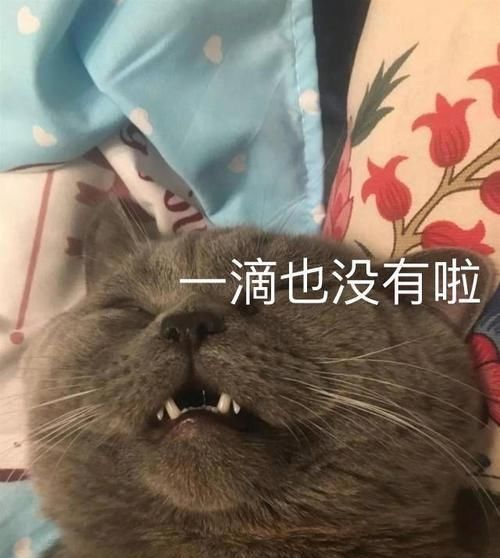 赢家|公猫一晚上宠幸了五只母猫，累到虚脱，靠葡萄糖续命，猫生赢家