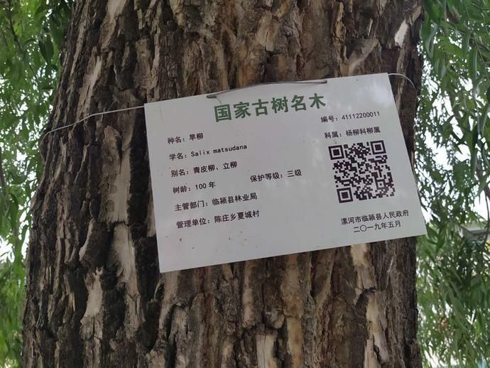  曹操|临颍：三国时曹操曾派大将在此筑城，如今这个村成了长寿之乡