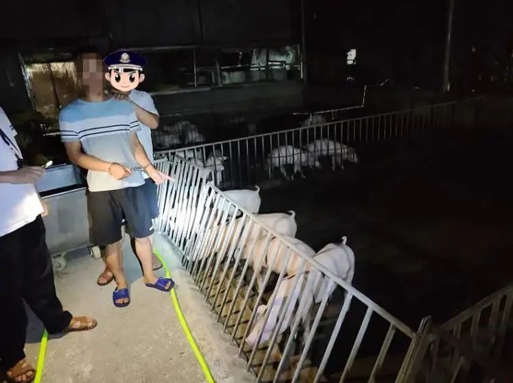  种猪|猪肉涨价有人动起偷猪的念头，广西4男子半夜持械抢走70头种猪