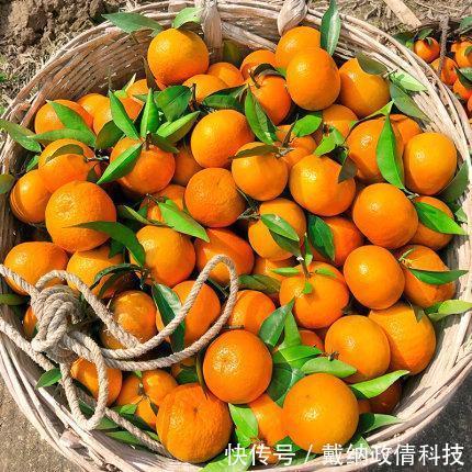 丰产|桂林地区沃柑丰产栽培技术要点、种植抚育管理、病虫害防治