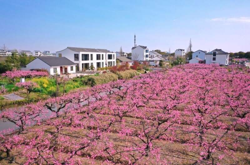 从无到有，上海郊区奉贤在“美”上做文章