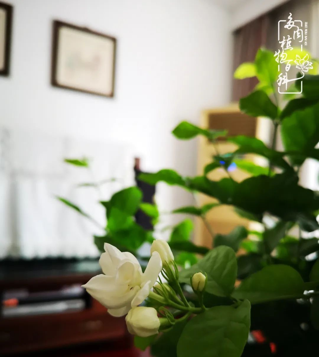  萌化|当粉粉的多肉捧在手心，我体验到了什么叫“萌化了心”