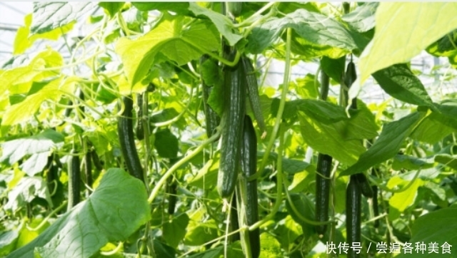 标准|带花黄瓜吃不得?弯直是判断黄瓜是否有害的标准?