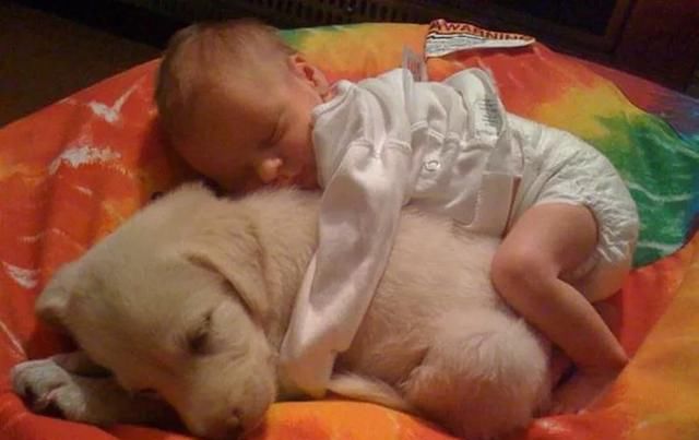 居然|铲屎官怀孕后，狗狗居然是这样的反应......