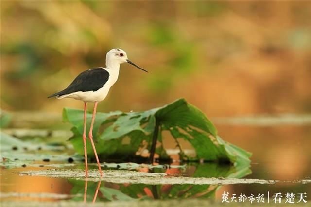 直线距离|这种鸟会吃成个胖子，飞成个瘦子，一口气能飞上万公里……