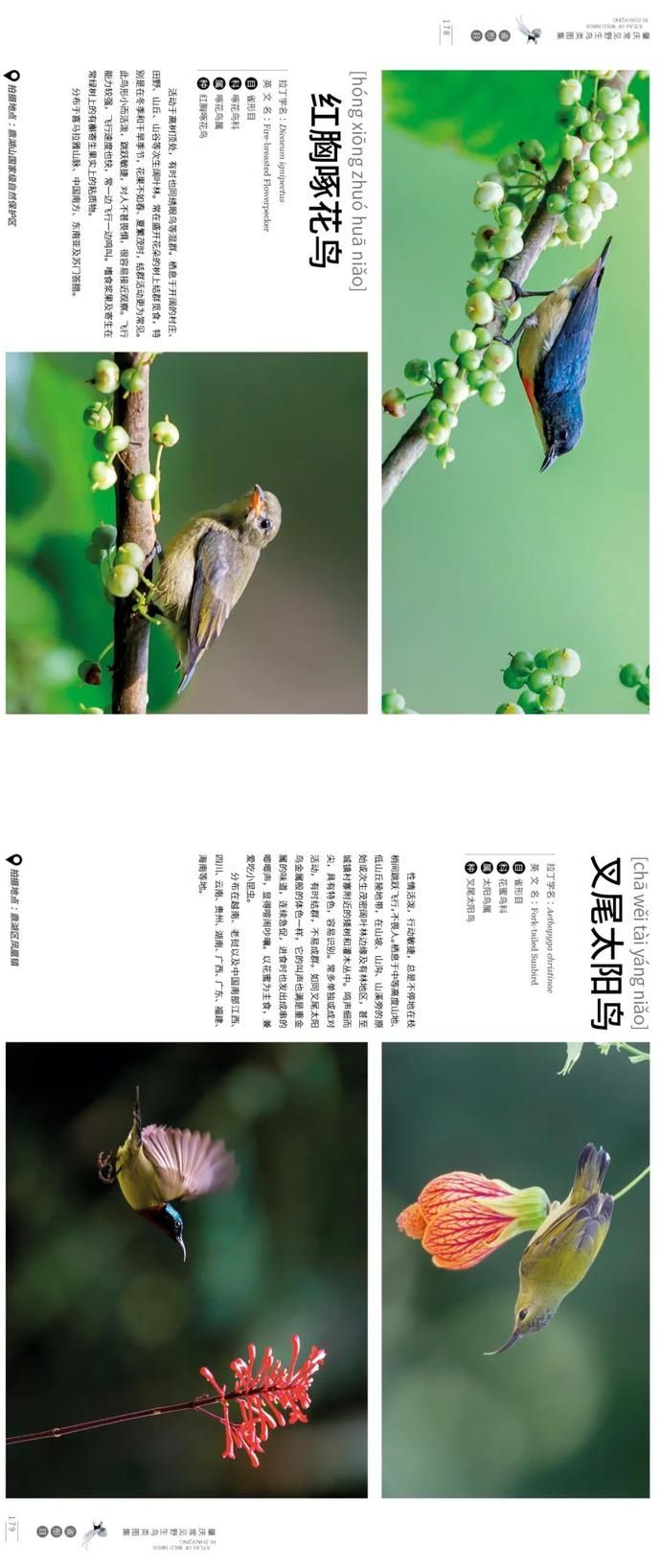 野生鸟类|艺术照曝光!肇庆竟藏有这么多野生“精灵”,很多没见过……