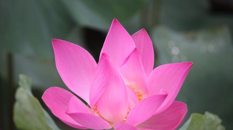  前途|8月开始财运突飞猛进，运势走旺势头，前途无忧的四大生肖