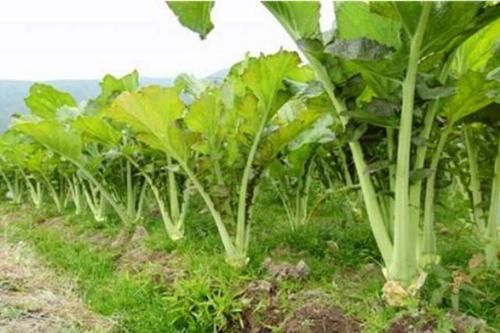  食物|菜市场难见的几种野生食物，80后们常吃，90后基本没吃过