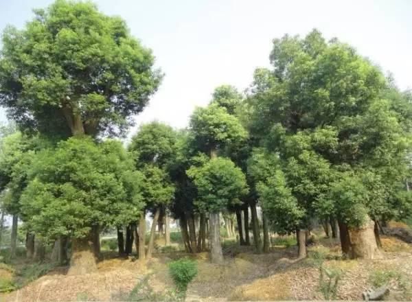  违法|违法的！泰和一村庄修建祠堂挖到10棵樟树，被依法判刑