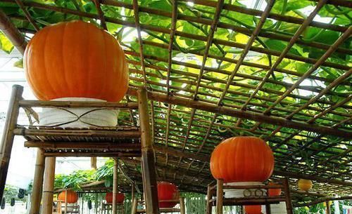 羡慕|13个“私家菜园”好吃又好看,网友直呼太羡慕了