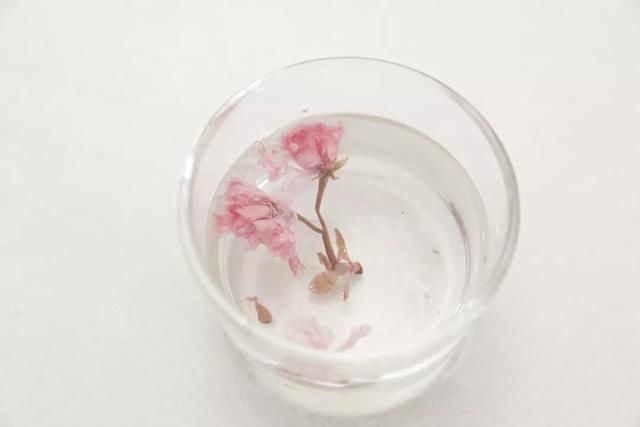  盐奶盖抹茶|比“喜茶”还有趣，夏日奶盖就喝它