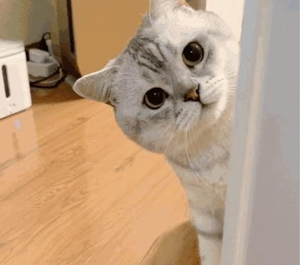 电话|这只猫通宵等主人电话,只为在摄像头里见一面,无数网友泪崩…