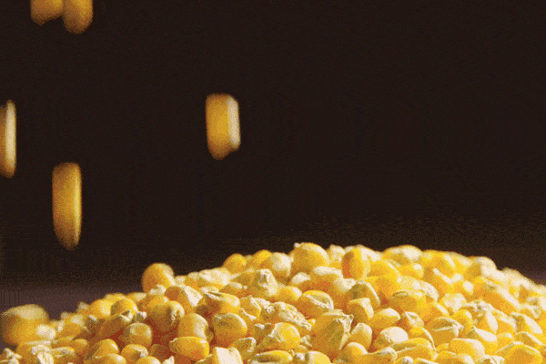  五谷杂粮|五谷杂粮的营养好，它营养丰富