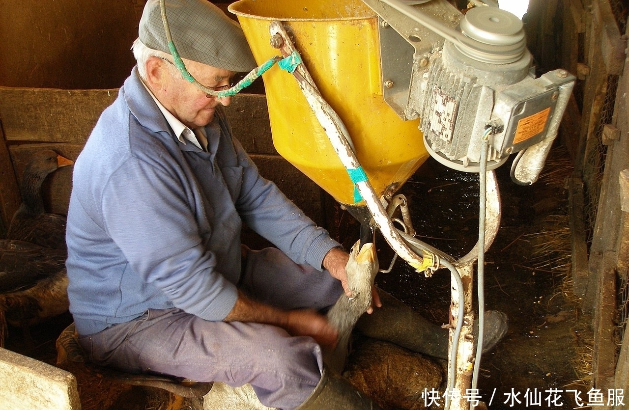 起源于|灌食活鹅做肥鹅肝，起源于古埃及却被法国发扬光大的争议美味！