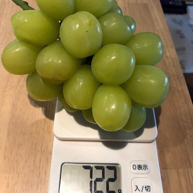 超大|玫瑰 13 葡萄也能种出超大粒