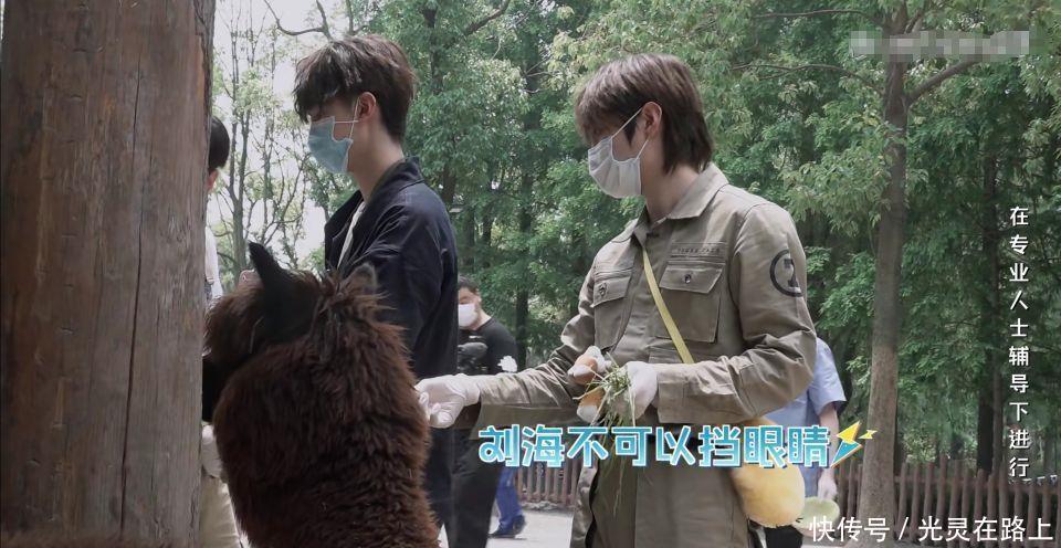  小团|R1SE小团综：何洛洛给羊驼剪毛吓到周震南，任豪气场压制河马