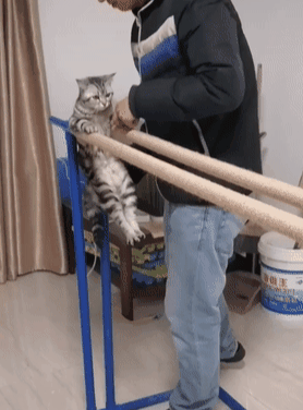 引发|铲屎官帮猫咪减肥的方法,引发众多网友争议,你怎么看?