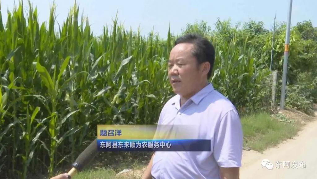 田野|【走向我们的小康生活】东阿：土地托管 “托”起希望的田野