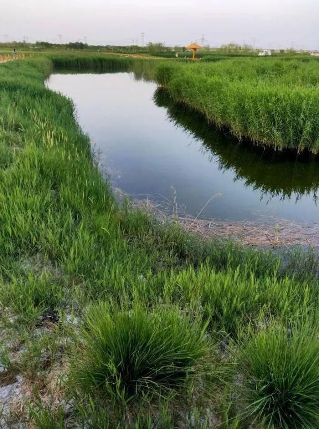  美丽|六分西湖湿地的美丽嬗变