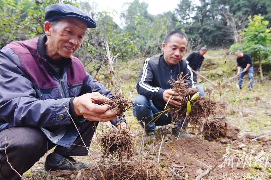  增收|中药种植 脱贫增收