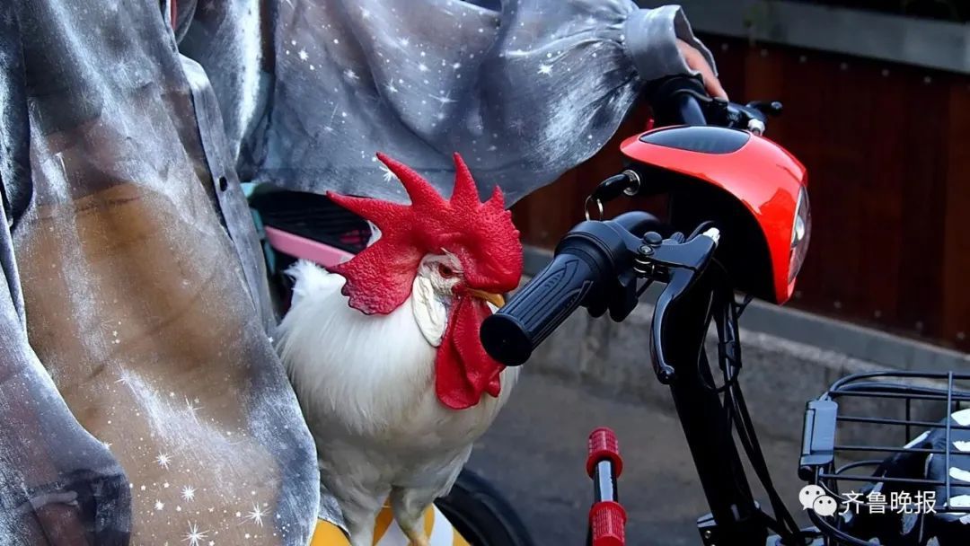  主人|济南一公鸡每天坐儿童座椅陪主人上班！网友：路过饭店的时候慌不慌…