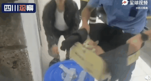  奶猫|流浪奶猫暴雨中被警察蜀黍救下，还在警队找到了工作……