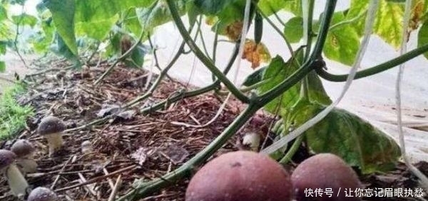 二氧化碳|黄瓜保护地种植,该如何增施“二氧化碳”?惠农为您解答