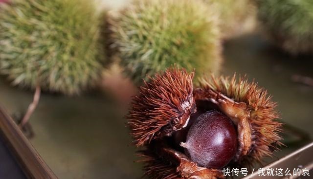轻轻|板栗这样做,不用蒸也不用煮,个个开花又起沙,轻轻一剥壳就掉