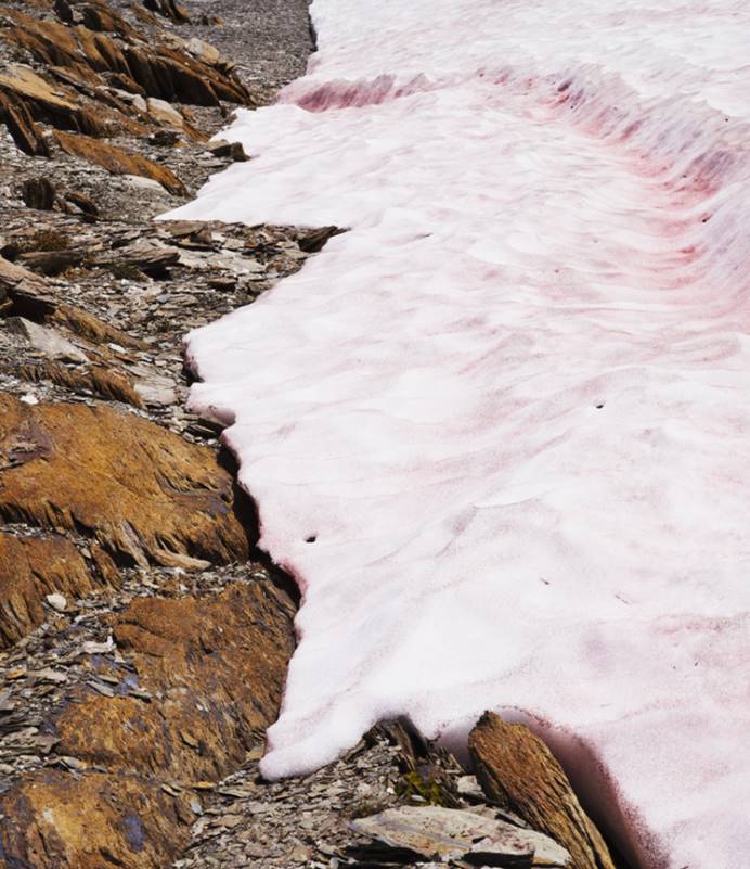 祸根|阿尔卑斯山出现粉色的雪，看似浪漫的背后，实际是人类埋下的祸根