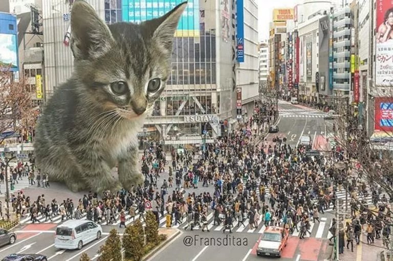  哥斯拉|要是小猫咪突然变成了庞然大物，这个世界会是什么样的