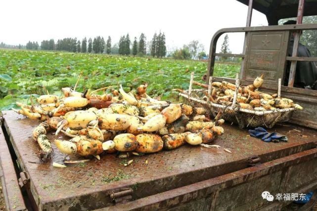  肥东|震撼！肥东霸屏央视！惊艳全国！这次是因为……