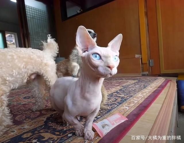  对猫鼬|猫鼬老爱捣乱，却怕主人用“亲吻”惩罚它，对门发呆时猫咪准会来