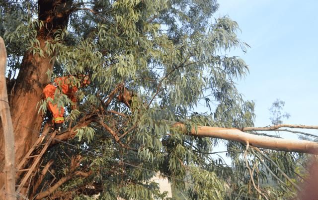  大树|好险！西区一颗大树被吹倒压在居民房顶上