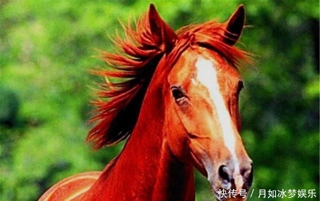 赤兔马|中国的八匹名马, 除了赤兔马, 你还知道其它的吗