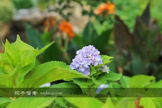 仙气|穿上汉服穿越时空，这个葛仙村果然有“仙气”