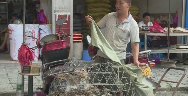 农历七|鸭鸭今天“爆红”环江！中元节你吃什么“鸭”？