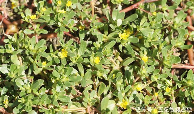 古时候|它是我们古时候民间野菜,它是欧洲传统香料,或许此时便在你附近
