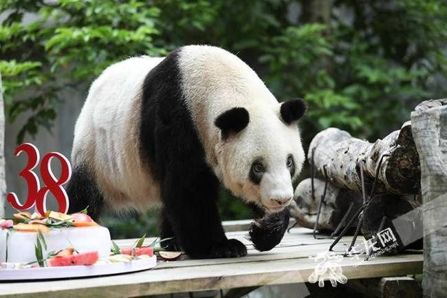  新重庆客户端|世上现存最年长熊猫迎38岁生日 相当于人类110-140岁高龄