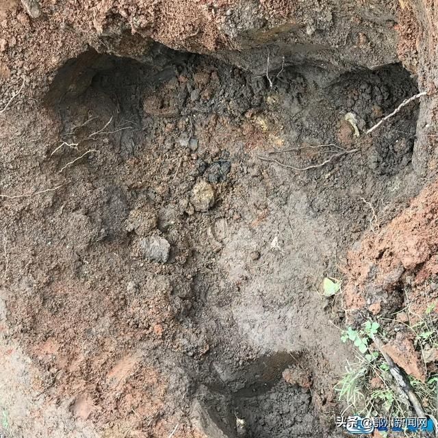  白蚁|鄂州防汛江堤挖出白蚁巢穴 消除大堤安全隐患