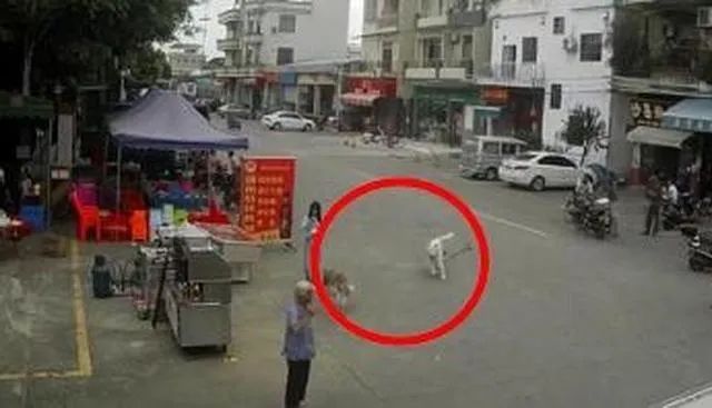  动物饲养人|八旬老人被狗绳绊倒身亡，到底谁负责？律师来解答！