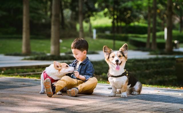 温顺|再温顺的宠物,也有可能伤到宝宝,饲养前想清楚3件事再做决定