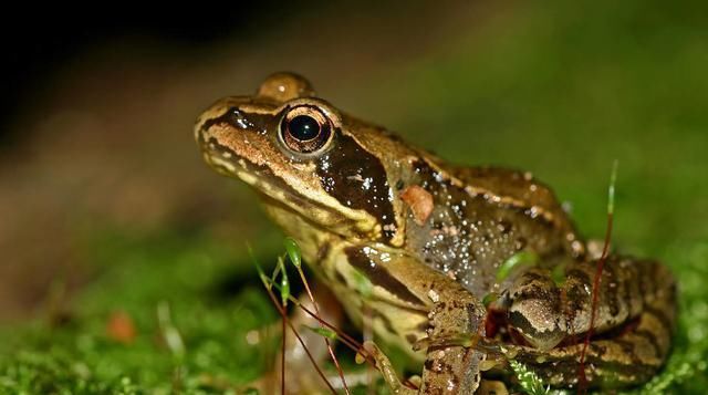 万年前|在地下20米的矿床发现一只青蛙, 竟是200万年前的活青蛙