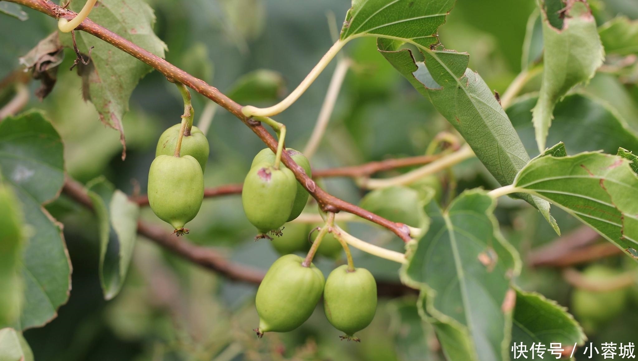 东北特|东北排名前7的野味,你吃过几种?第5位名气最大