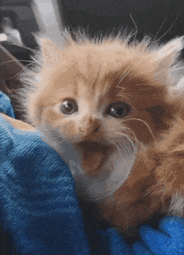  捡回|散养猫捡回三只小奶猫，主人都愣了：你不是已经绝育了吗